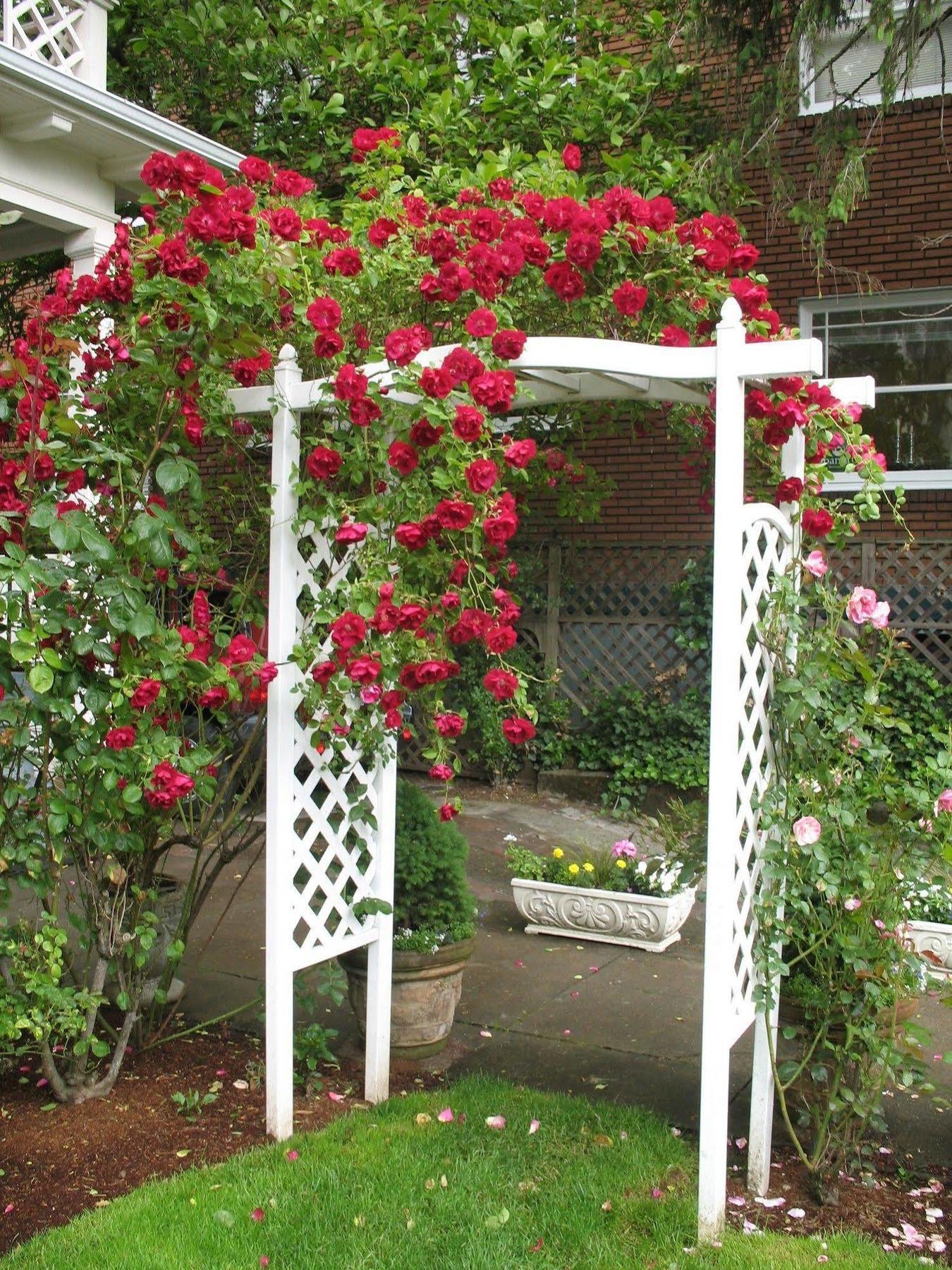 Lion And The Rose Victorian Guest House Portland Esterno foto